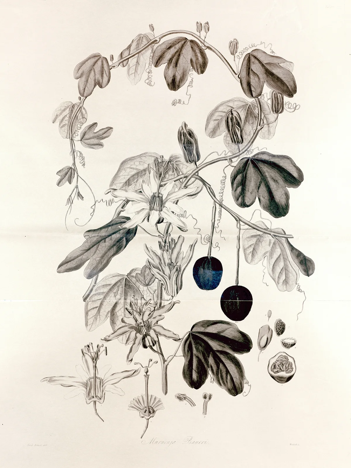 Collectanea botanica Pl.36 av John Lindley