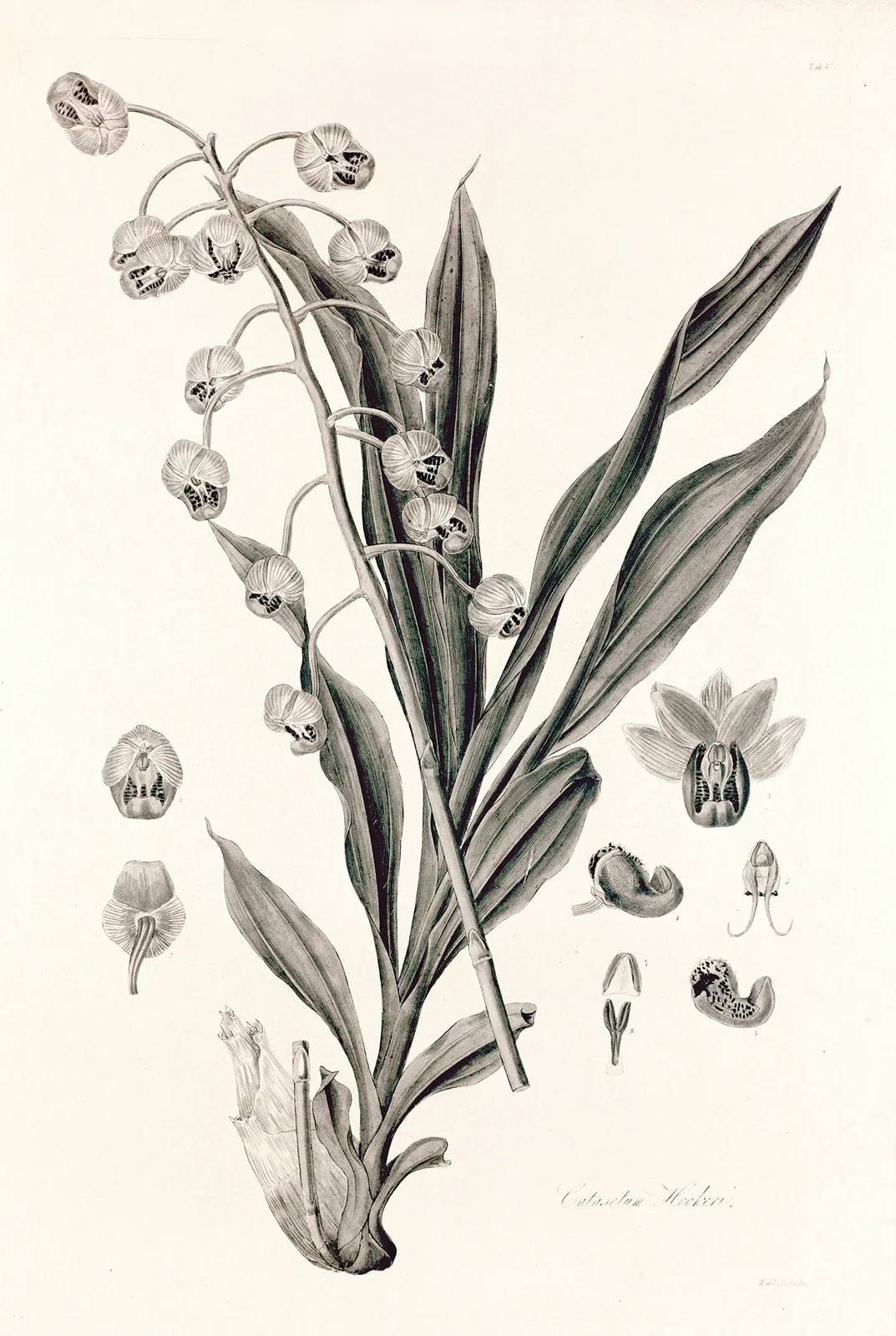 Collectanea botanica Pl.40 av John Lindley