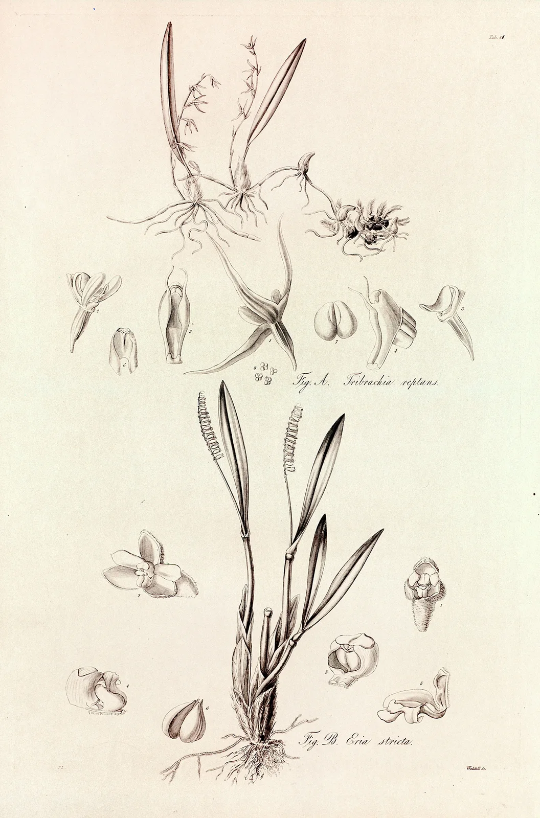 Collectanea botanica Pl.41 av John Lindley