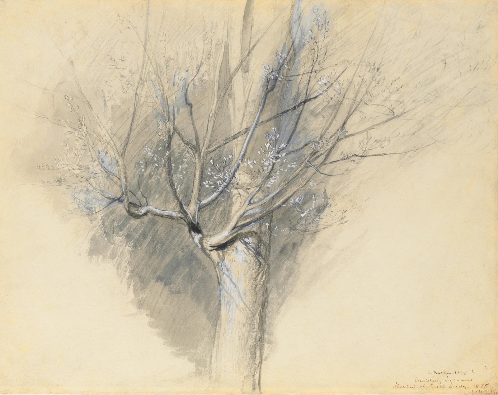 Budding Sycamore av John Ruskin