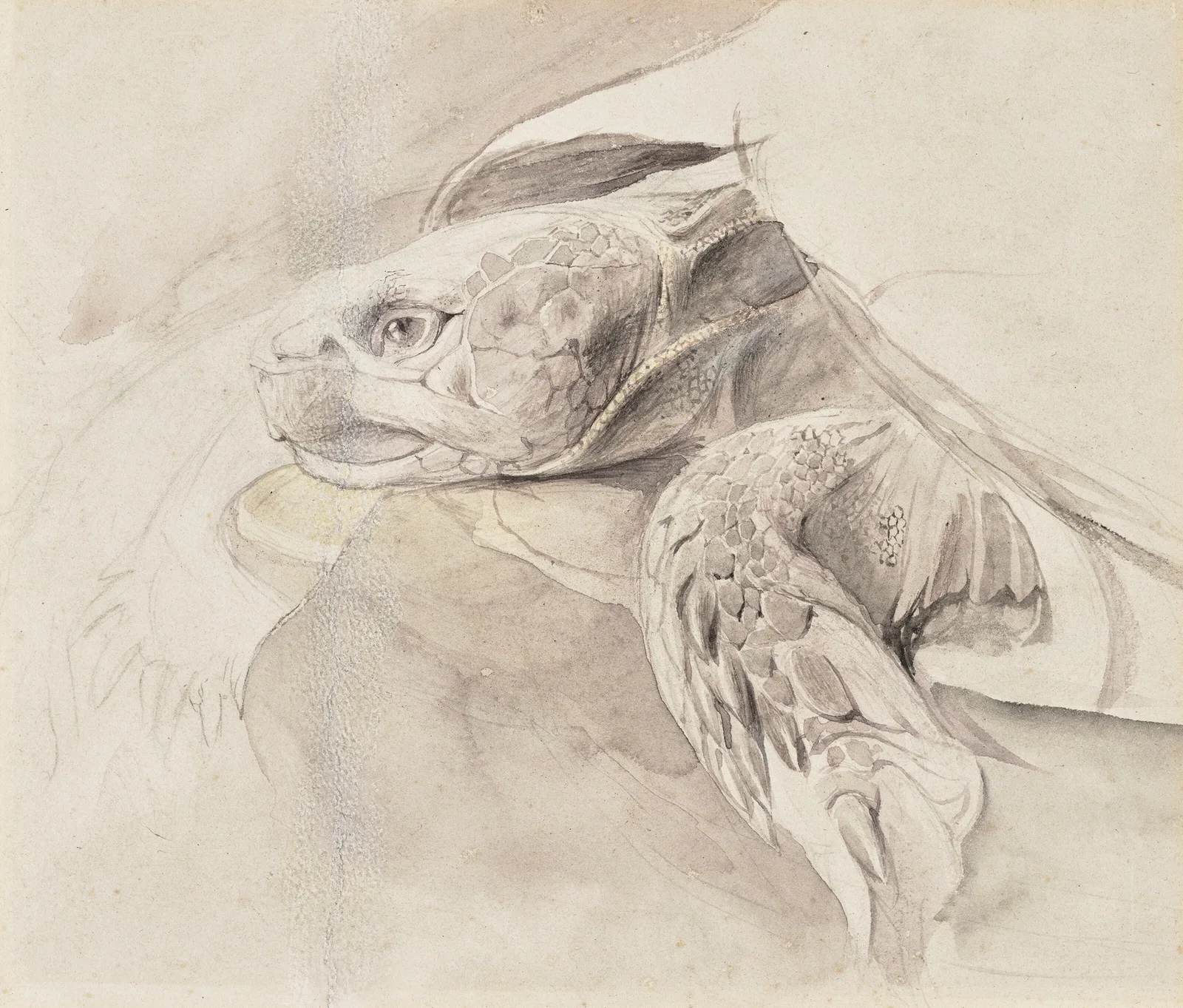 Study of a tortoise av John Ruskin
