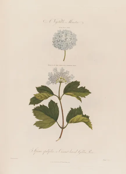 A Vegetable Monster. Spiraea opulifolia ; or Currant-leaved Gelder Rose av Robert John Thornton