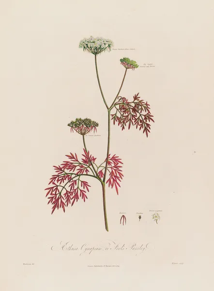 Aethusa Cynapium ; or Fool’s Parsley. av Robert John Thornton