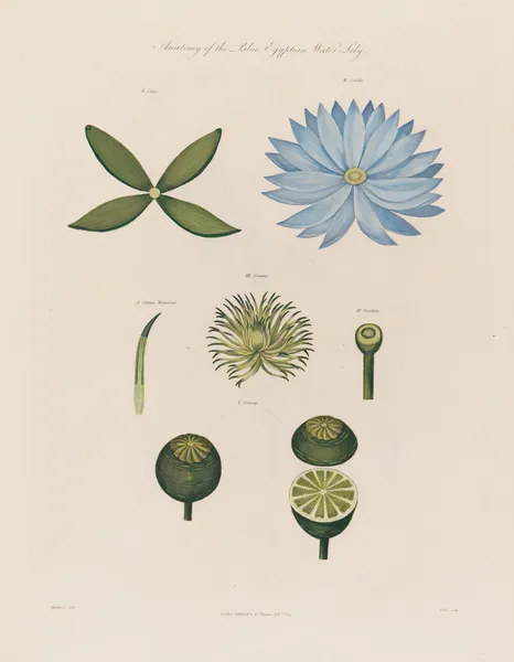 Anatomy of the blue Egyptian Water-Lily av Robert John Thornton