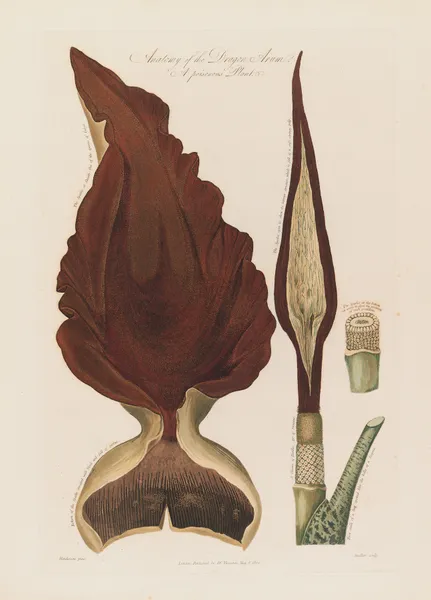 Anatomy of the Dragon Arum. A poisonous Plant av Robert John Thornton