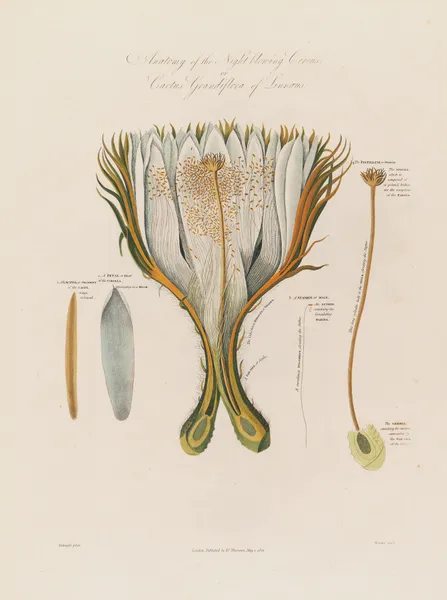 Anatomy of the Night-blowing Cereus; or Cactus Grandiflora of Linnaeus av Robert John Thornton