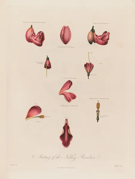 Anatomy of the Nodding Renealmia av Robert John Thornton