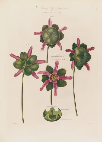 Anatomy of the Sarracenia or Pitcher Plant av Robert John Thornton