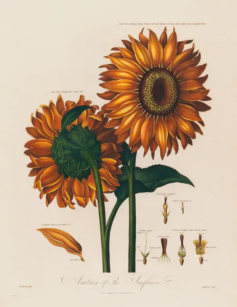 Anatomy of the Sunflower av Robert John Thornton