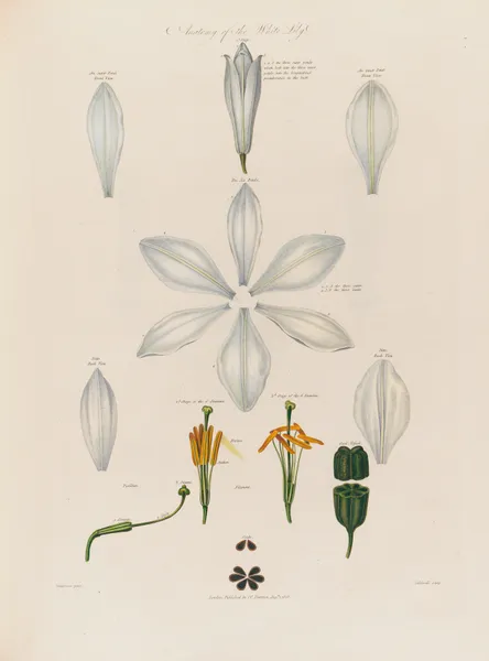 Anatomy of the White Lily av Robert John Thornton