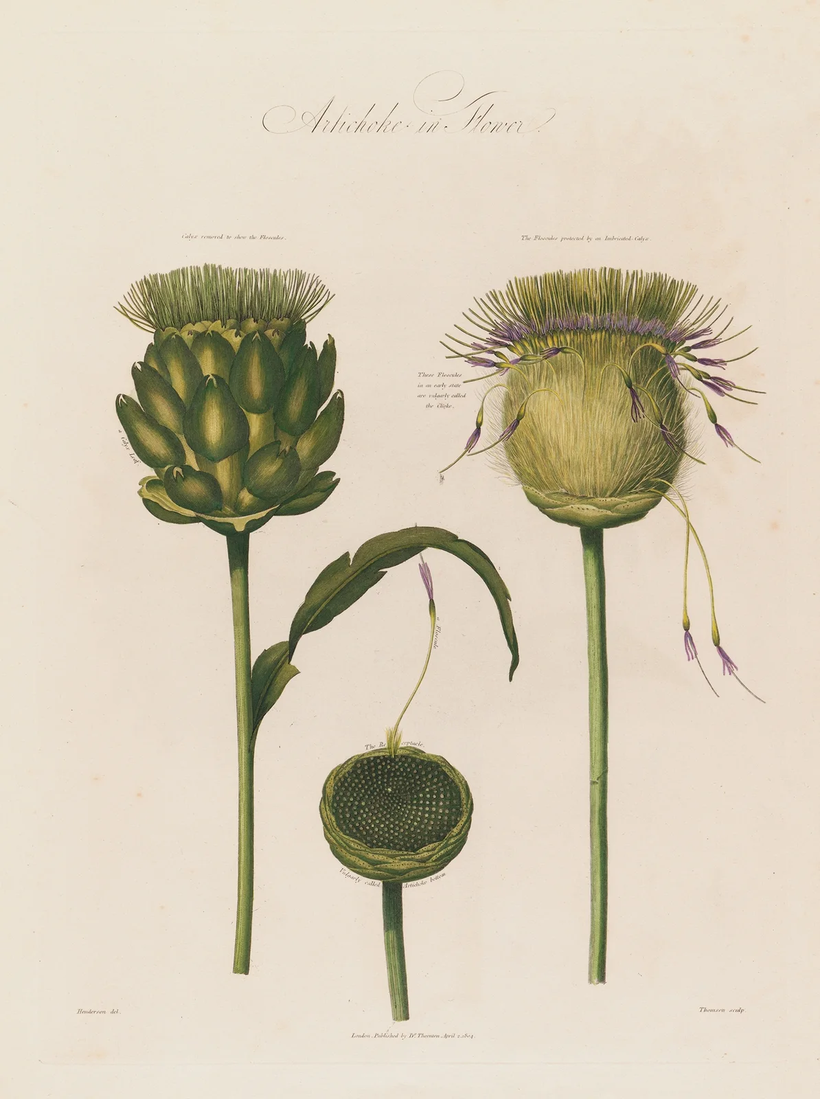 Artichoke in Flower av Robert John Thornton