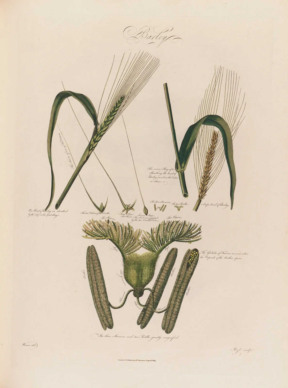 Barley av Robert John Thornton