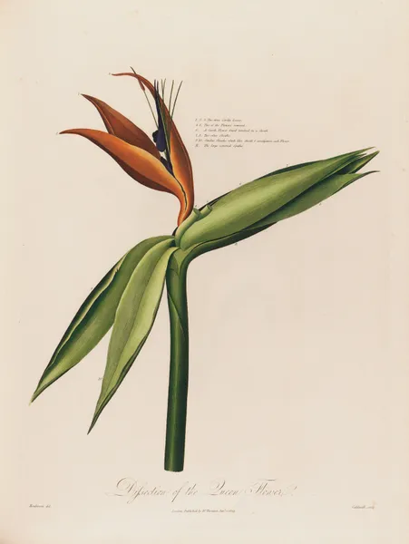 Dissection of the Queen Flower av Robert John Thornton
