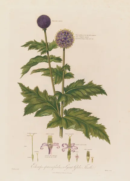 Echinops spaerocephalus ; or Great Globe Thistle av Robert John Thornton