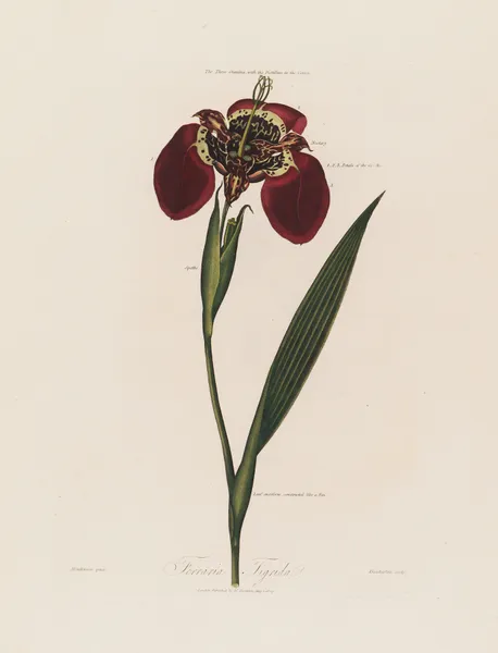 Ferraria Tigrida av Robert John Thornton