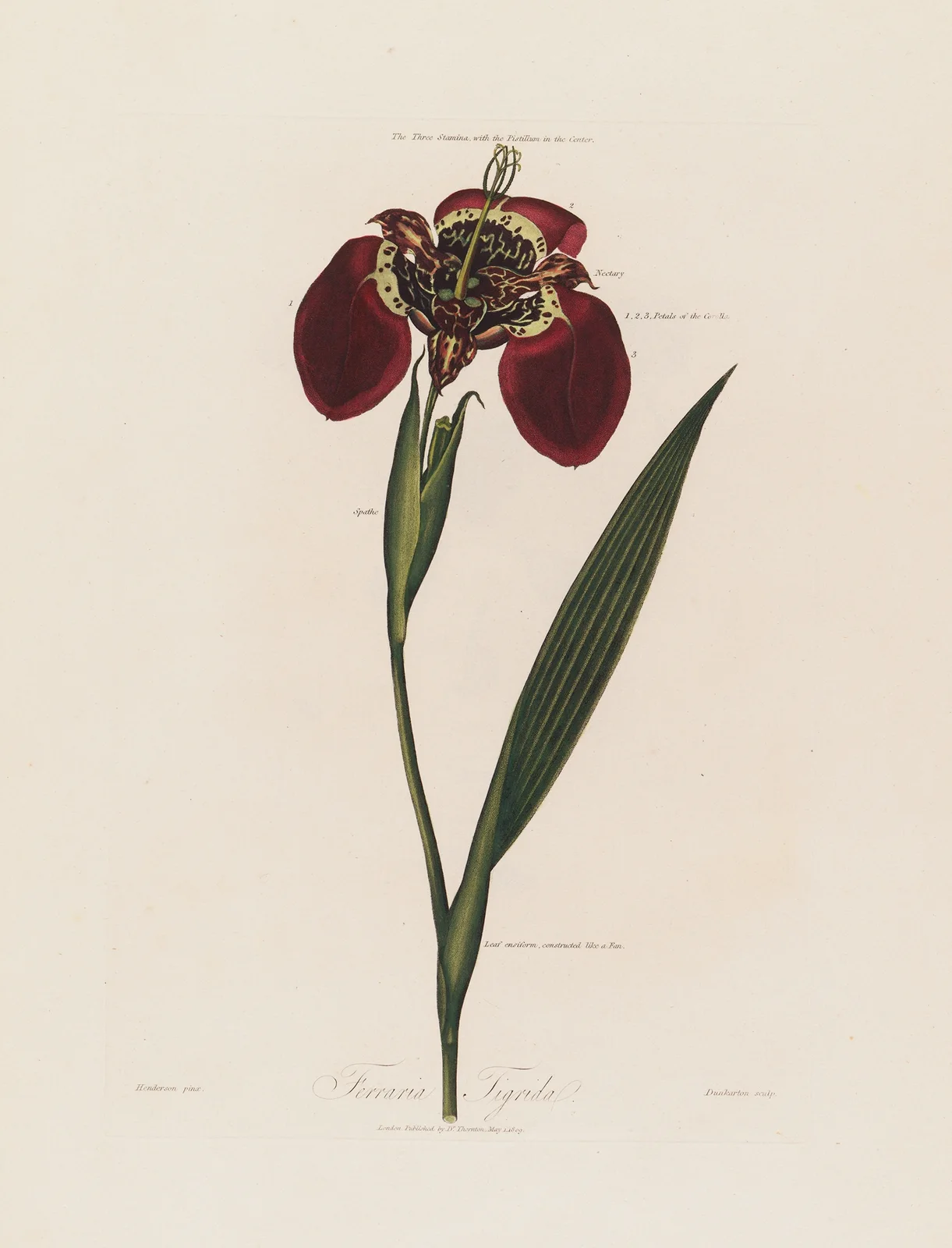 Ferraria Tigrida av Robert John Thornton