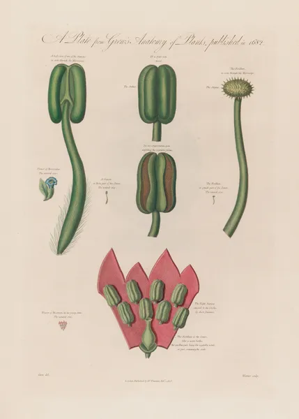 Hyoscyanus and Mesereon av Robert John Thornton