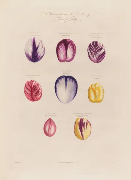 Petals of Tulips av Robert John Thornton