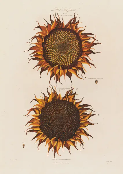 Ripe Sunflower av Robert John Thornton
