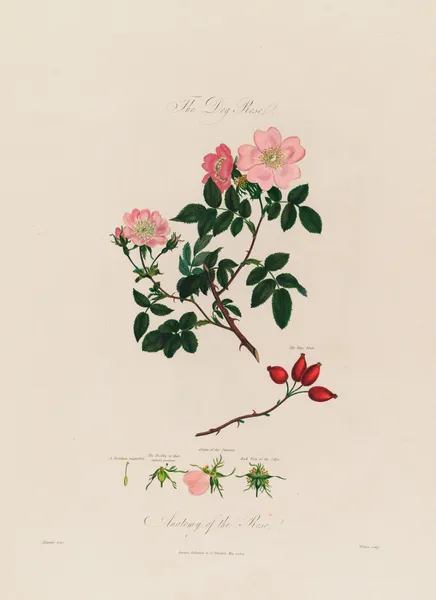 The Dog Rose. Anatomy of the Rose av Robert John Thornton
