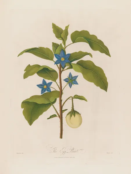 The Egg Plant av Robert John Thornton