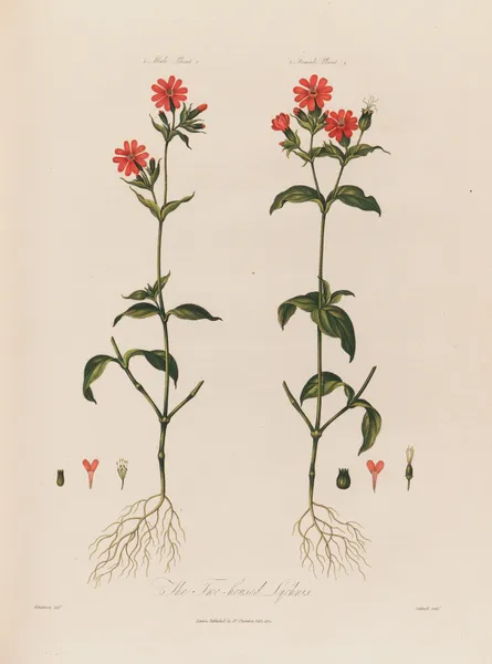 The Two-housed Lychnis av Robert John Thornton