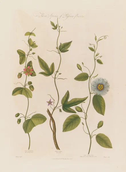 Three Species of Passion-flowers. The Dotted, The Cork, The Serrated av Robert John Thornton