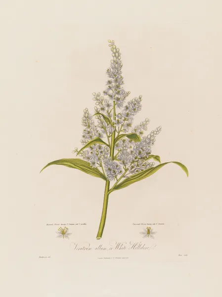 Veratrum album, or White Hellebore av Robert John Thornton