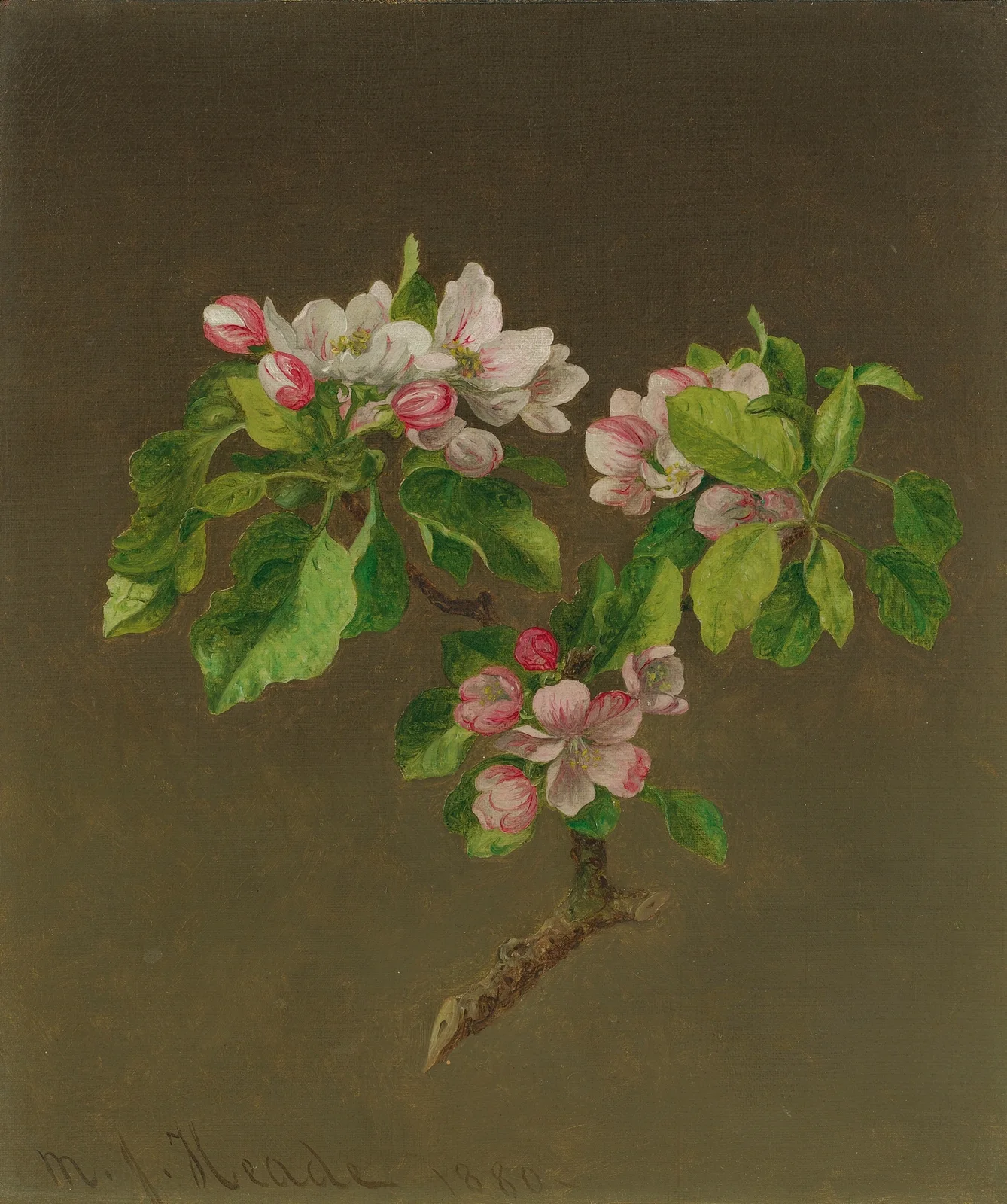 Apple Blossoms av Martin Johnson Heade