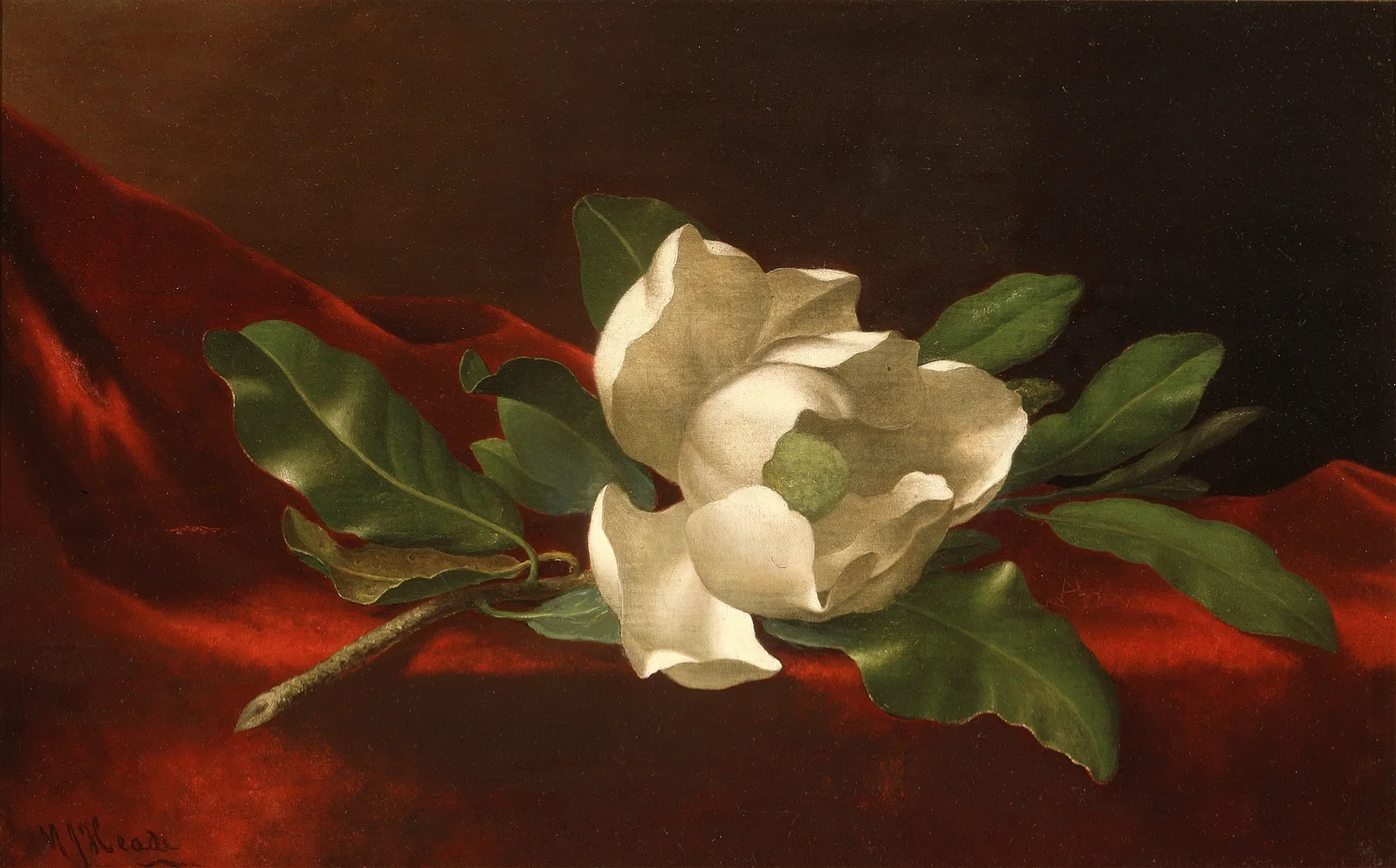 Magnolia av Martin Johnson Heade