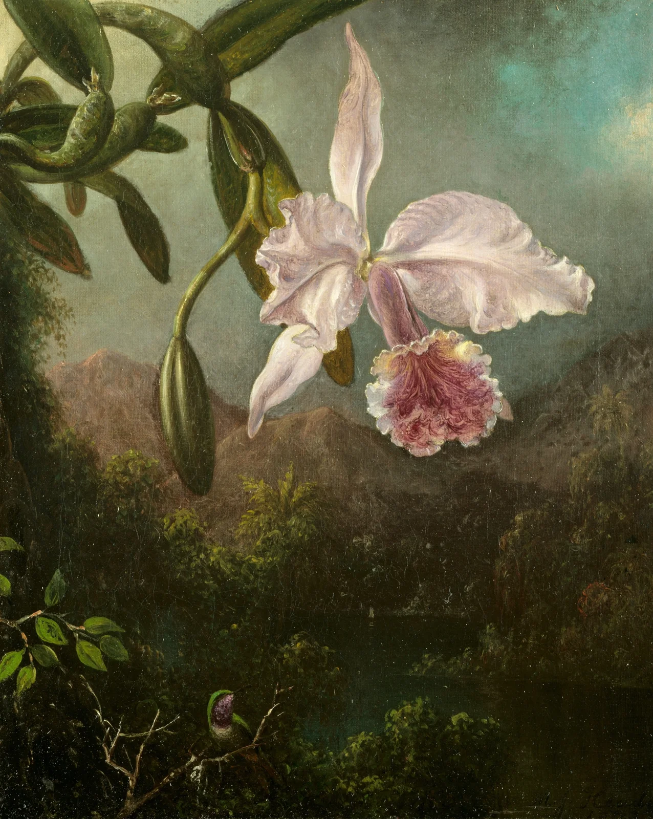 Orchid Blossoms av Martin Johnson Heade