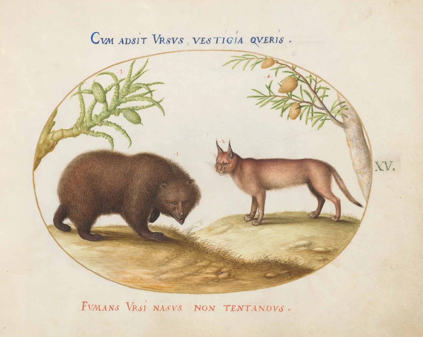 A Bear and a Lynx av Joris Hoefnagel