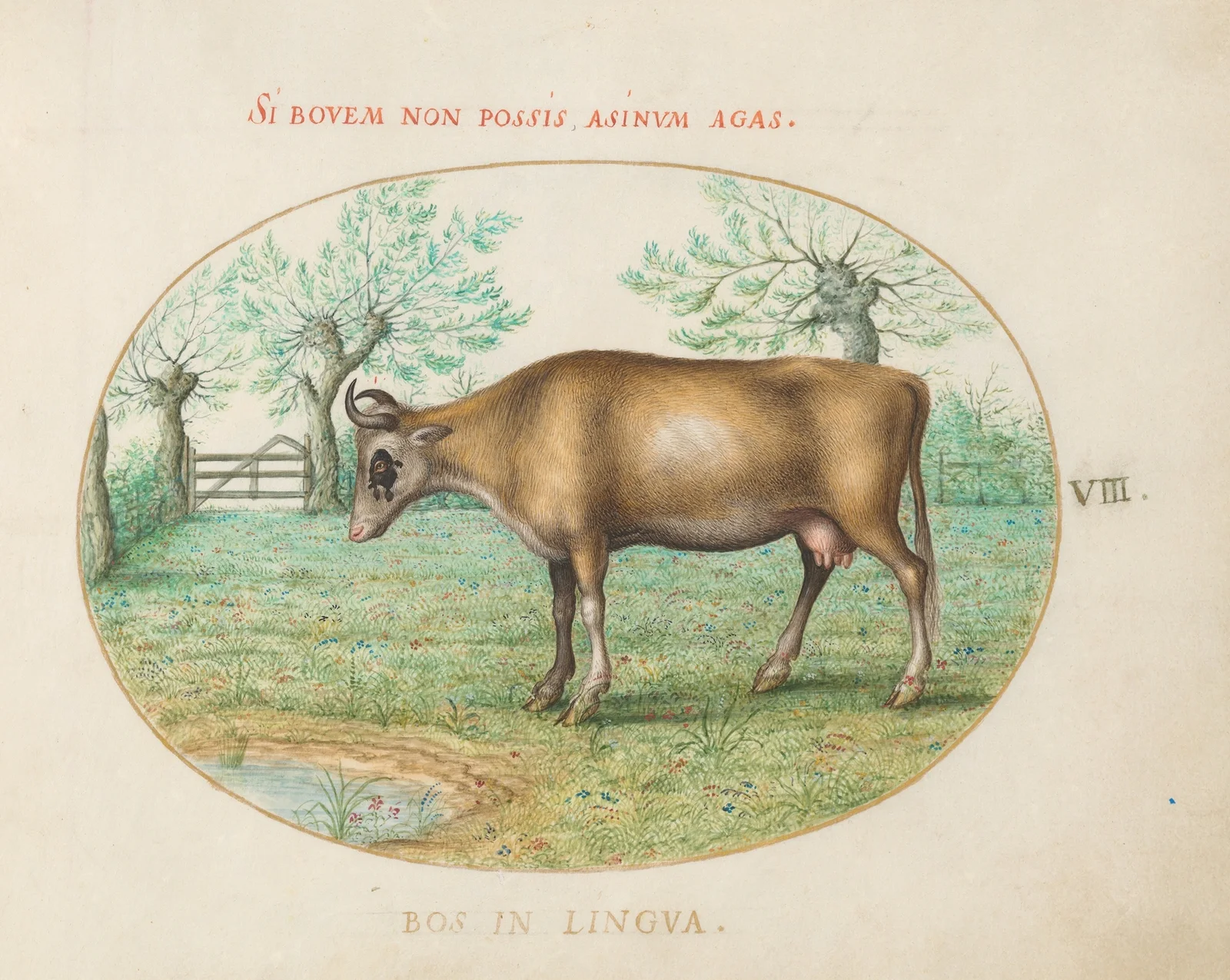 A Cow av Joris Hoefnagel