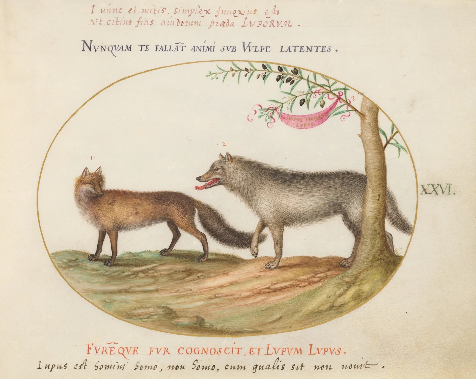 A Red Fox and a Wolf av Joris Hoefnagel