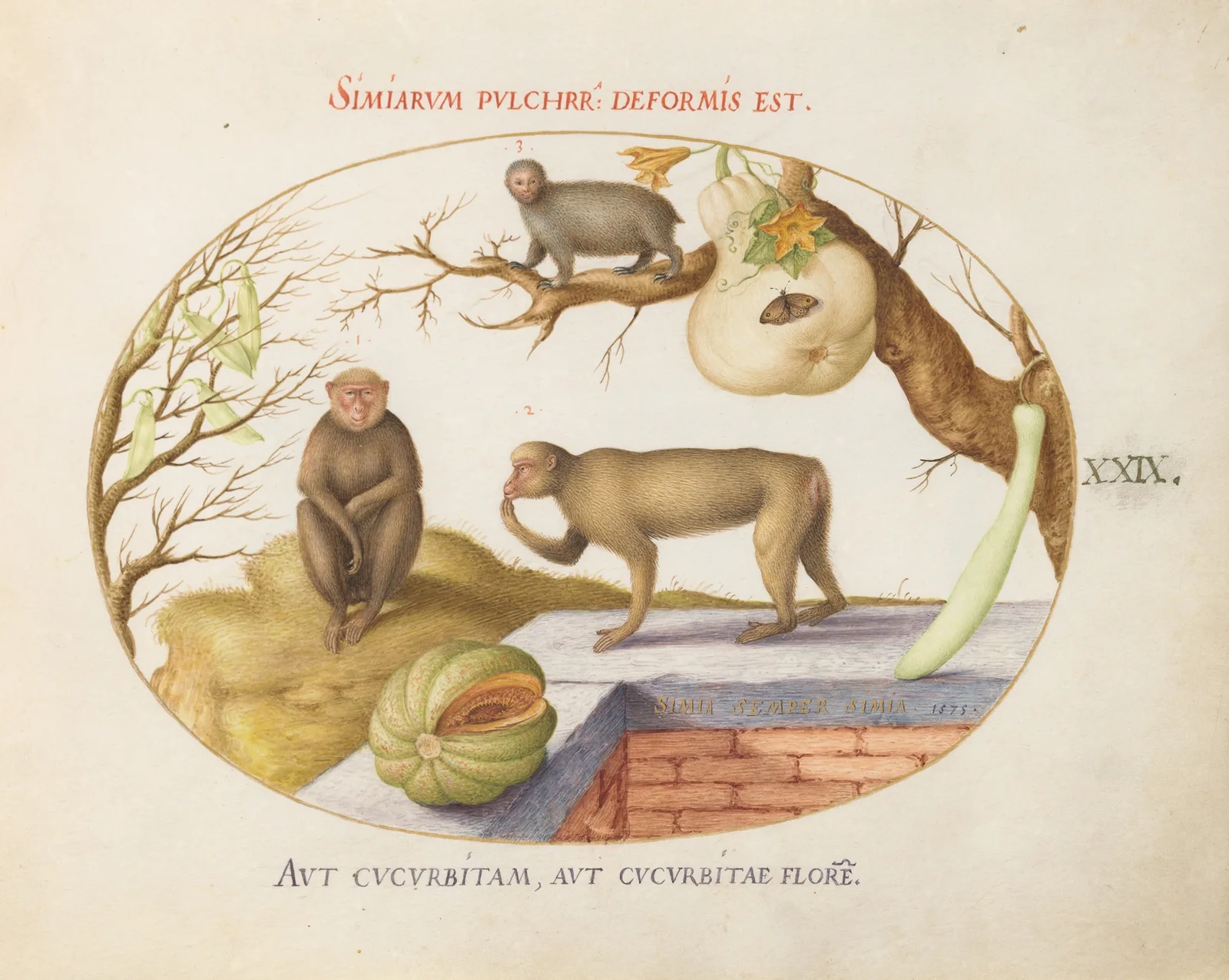 Two Monkeys, an ‘Arctopithecus'(Sloth) and Fruit av Joris Hoefnagel