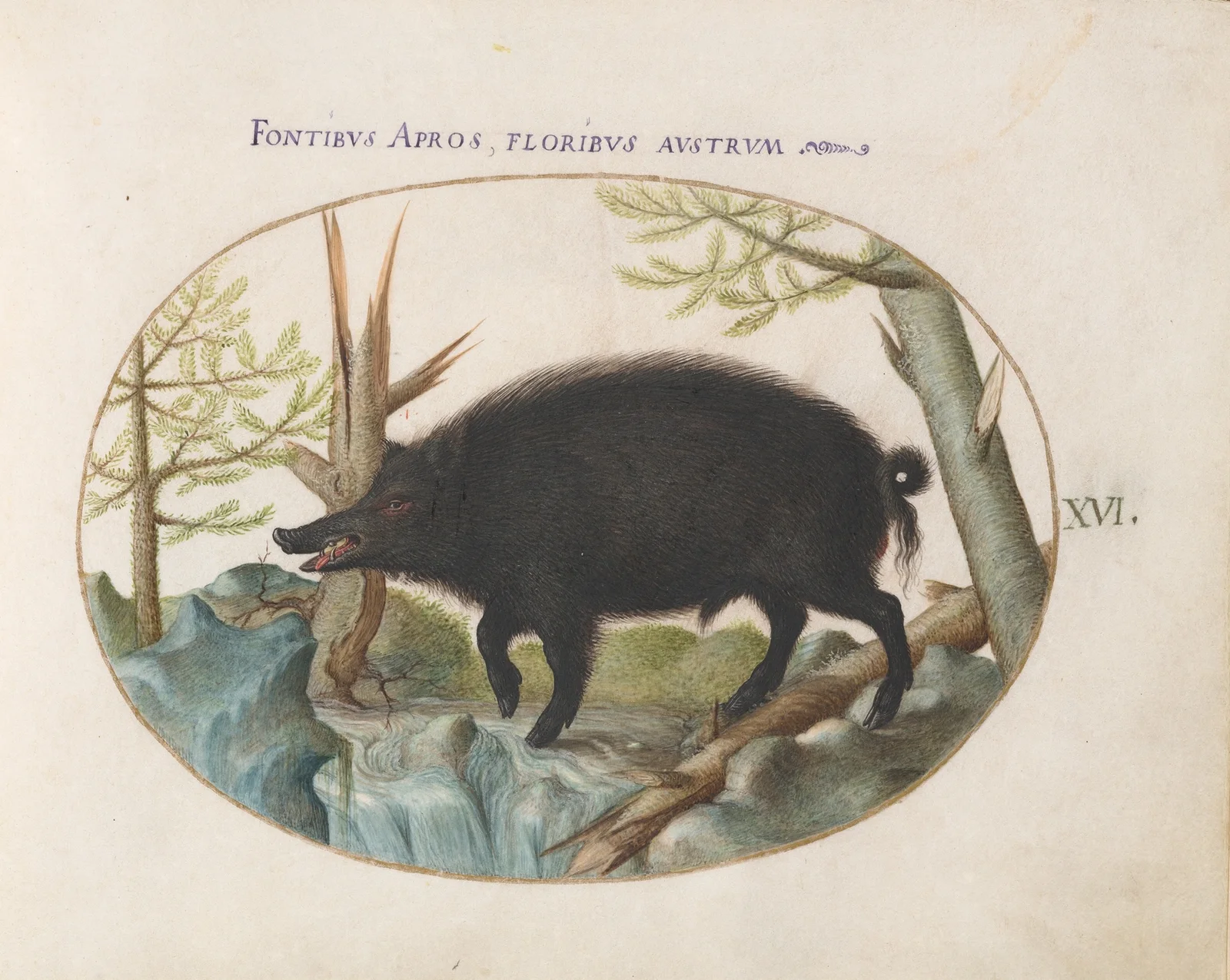 Wild Boar av Joris Hoefnagel