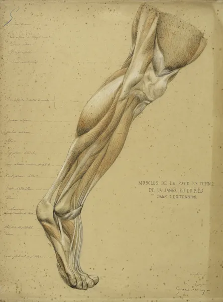 Etude anatomique. Muscles de la face externe de la jambe et du pied dans l’extension av Arthur-Joseph Gueniot