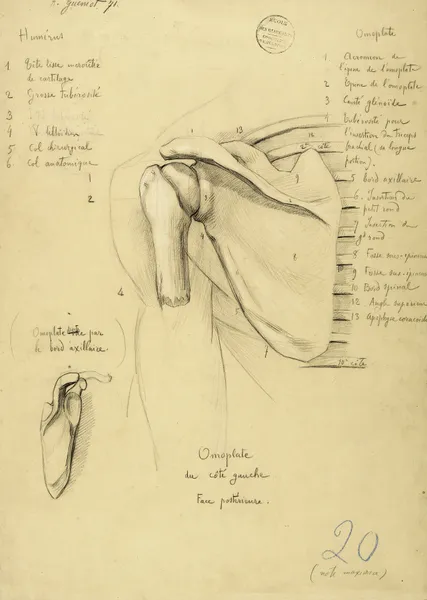 Etude anatomique. Omoplate du côté gauche. Face postérieure av Arthur-Joseph Gueniot