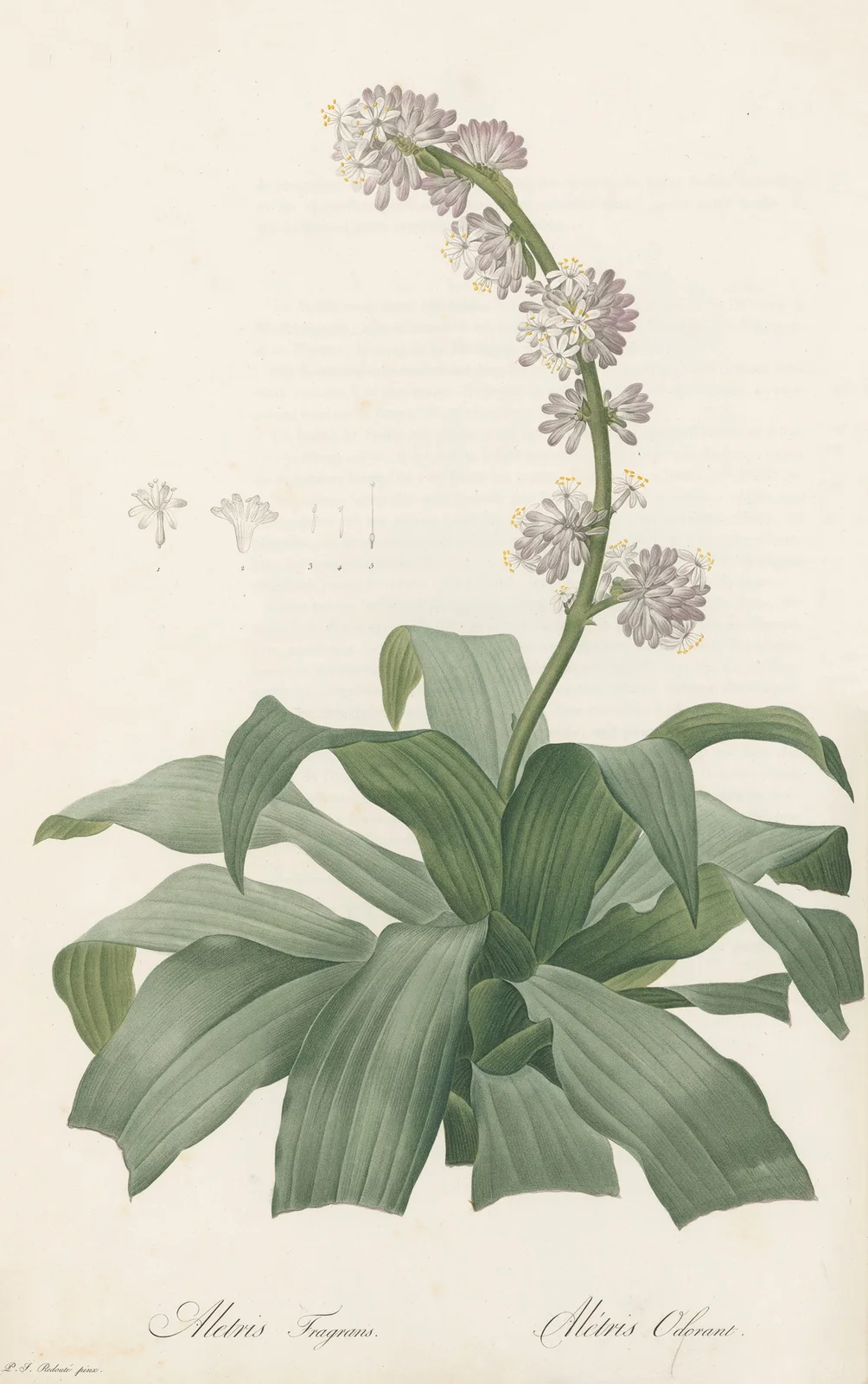 Aletris fragrans av Pierre Joseph Redouté