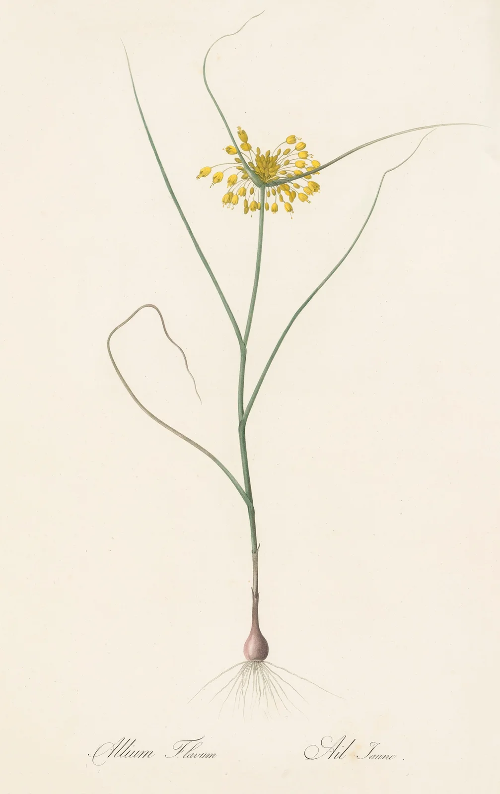 Allium flavum av Pierre Joseph Redouté