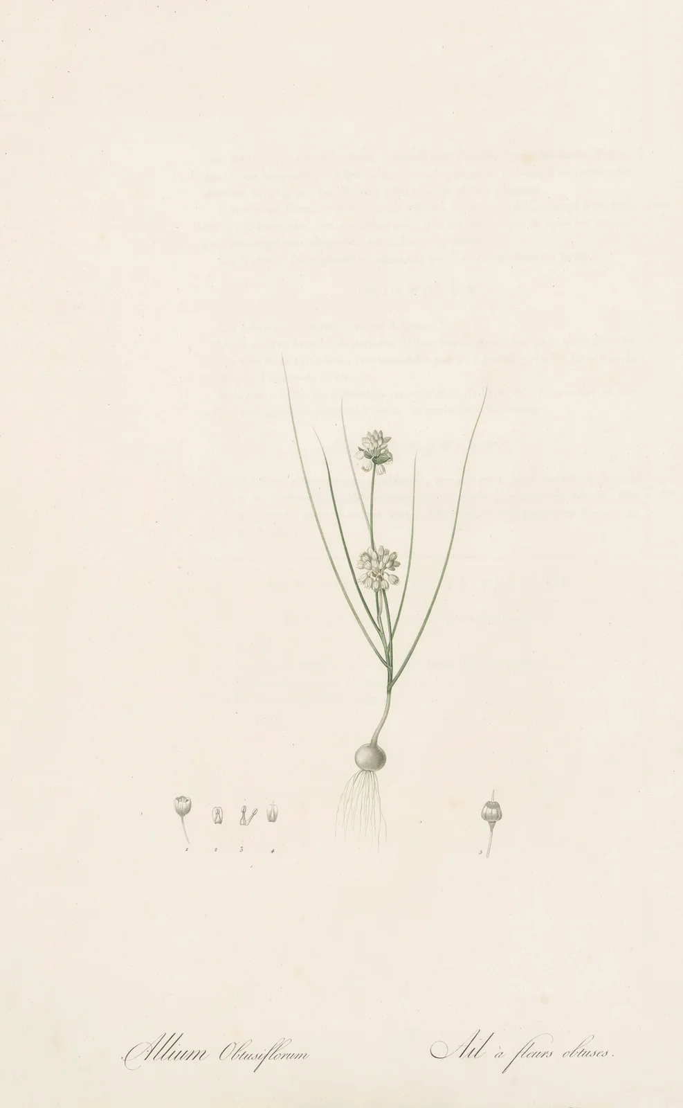 Allium obtusiflorum av Pierre Joseph Redouté