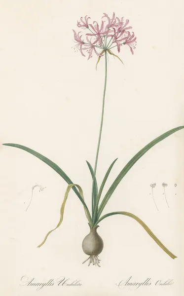 Amaryllis undulata av Pierre Joseph Redouté
