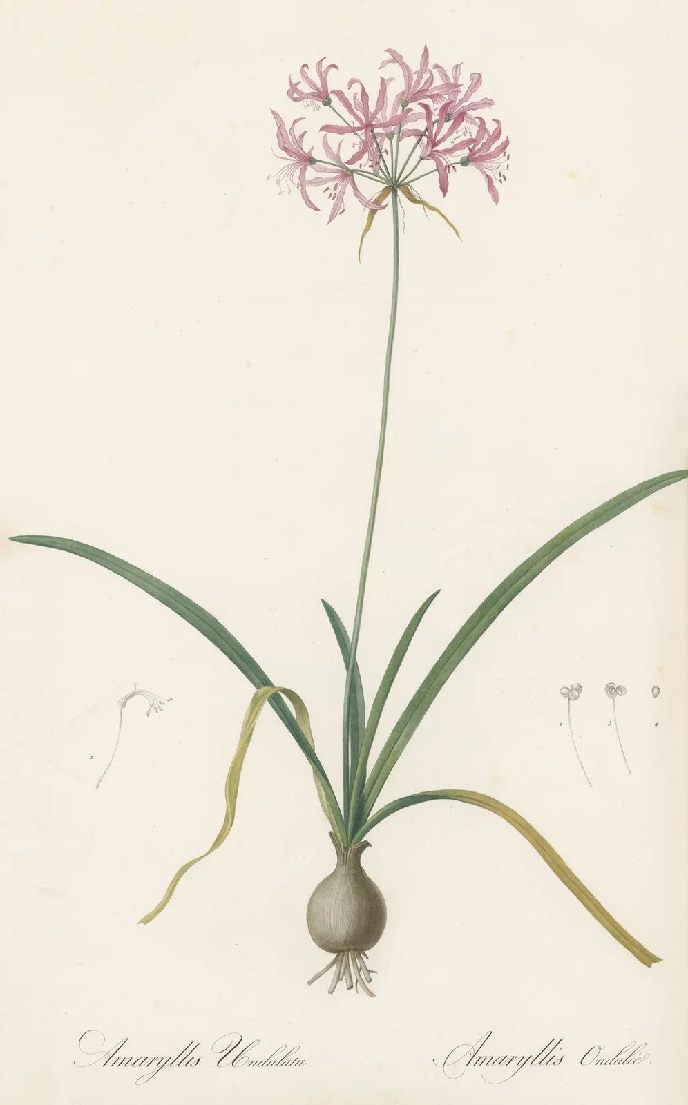 Amaryllis undulata av Pierre Joseph Redouté