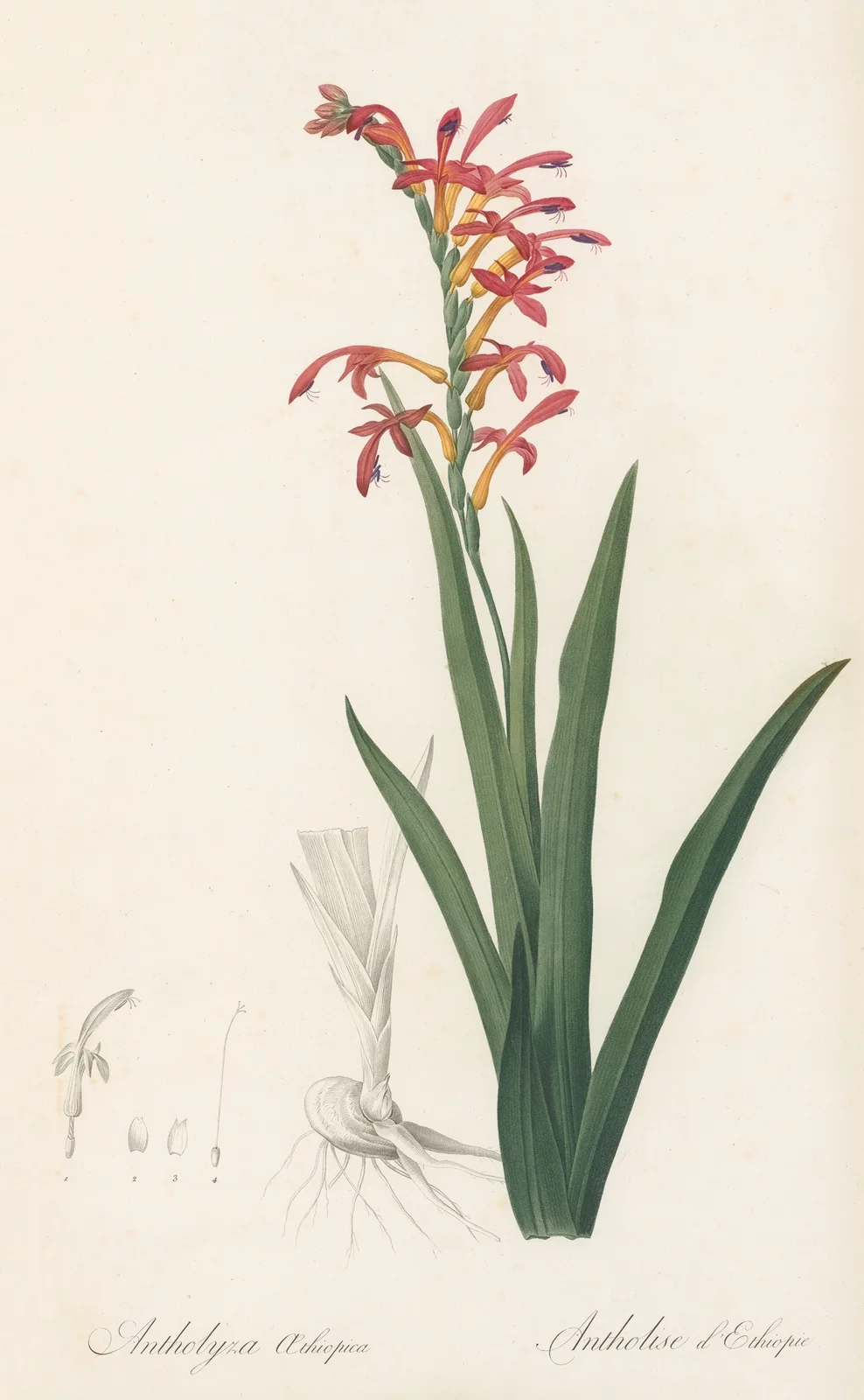 Antholyza aethiopica av Pierre Joseph Redouté