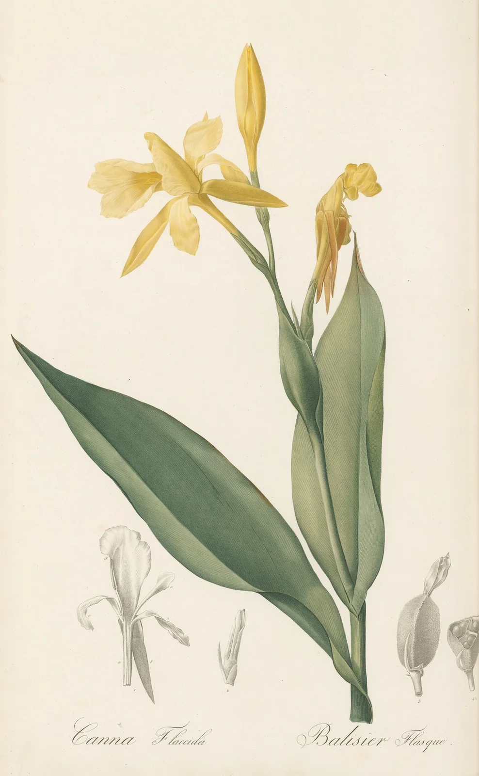 Canna flaccida av Pierre Joseph Redouté