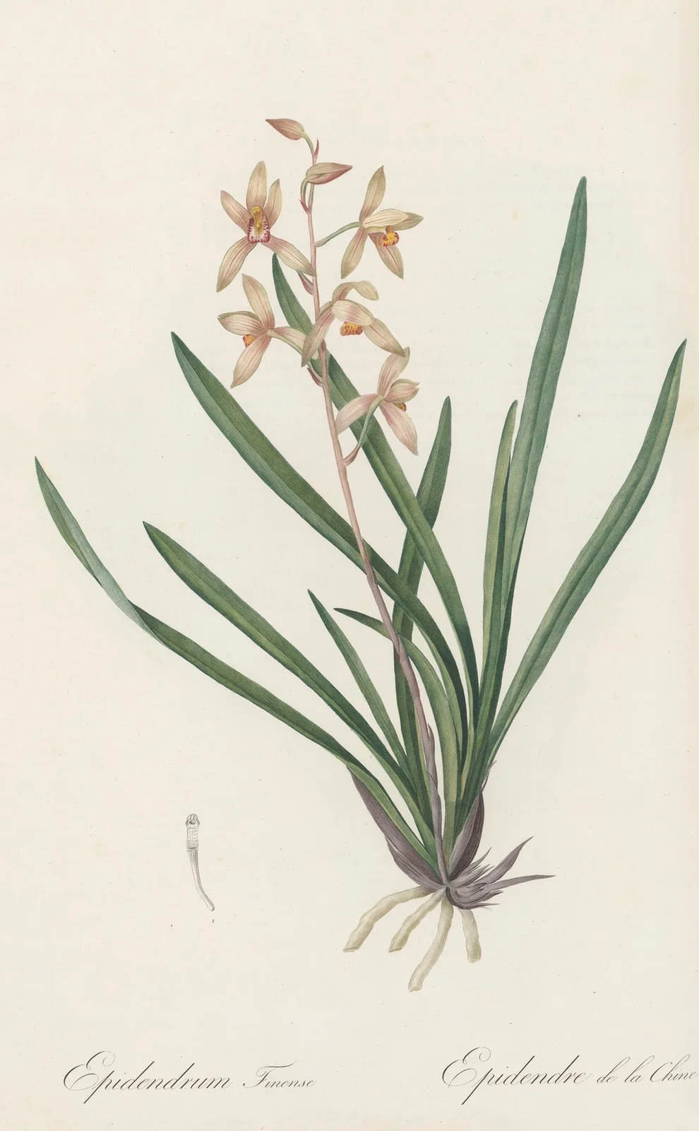 Epidendrum sinense av Pierre Joseph Redouté