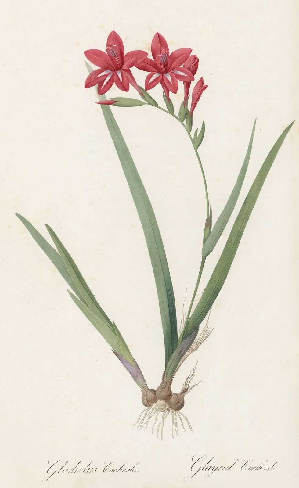 Gladiolus cardinalis av Pierre Joseph Redouté