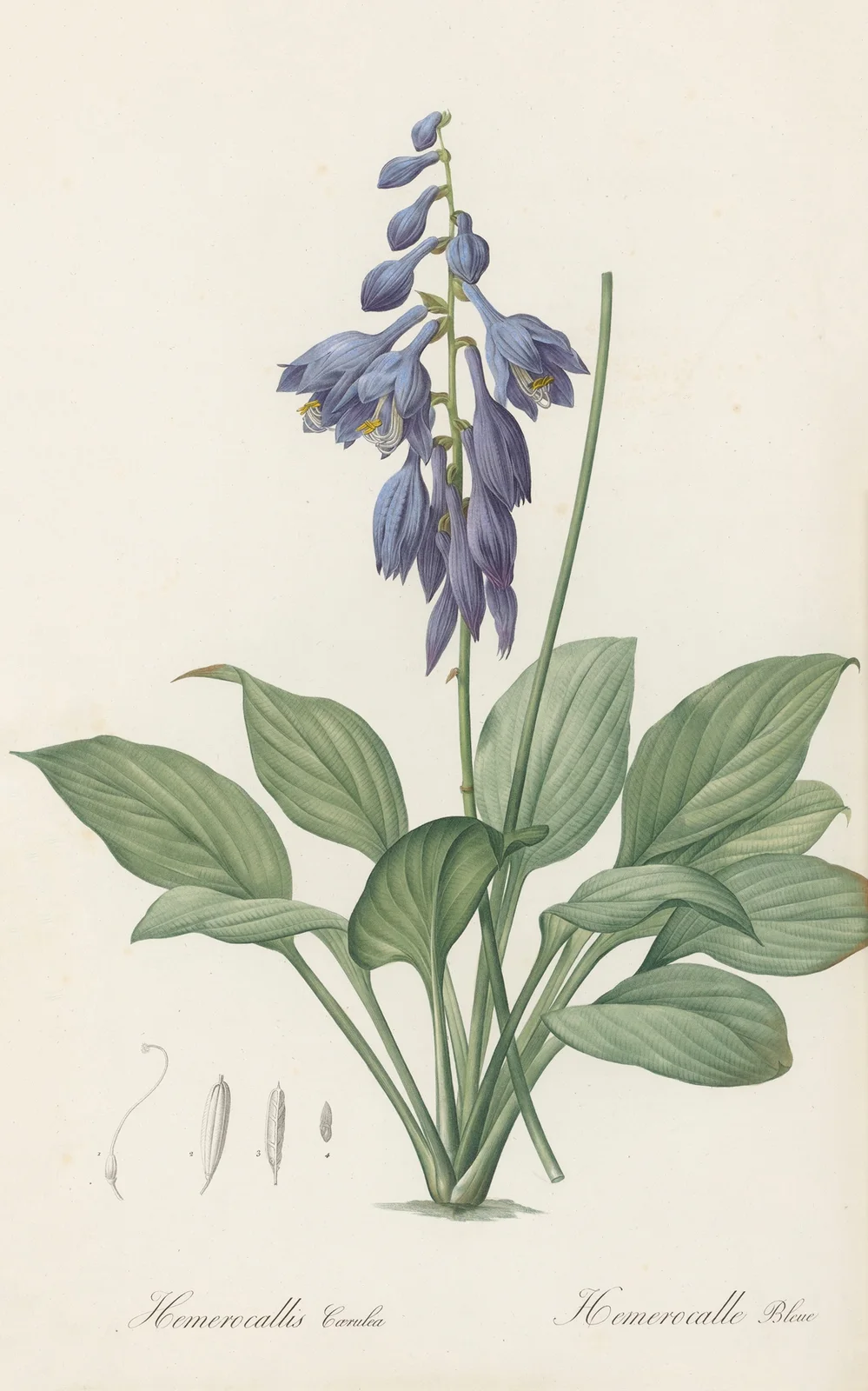 Hemerocallis Caerulea av Pierre Joseph Redouté
