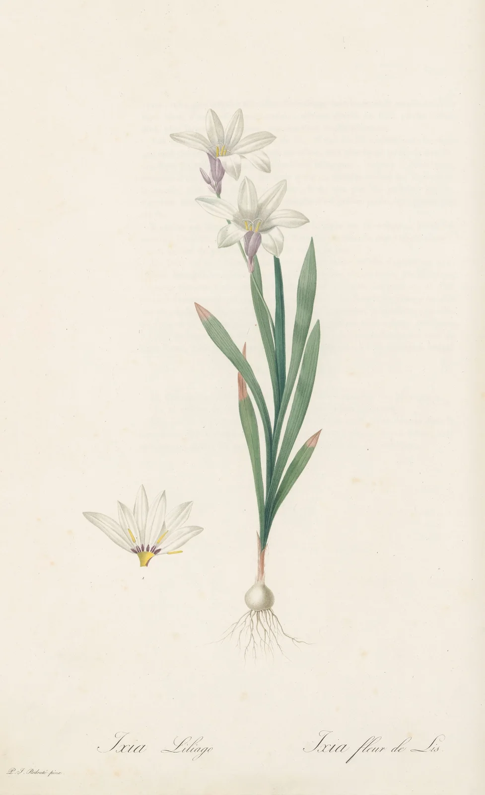 Ixia Liliago av Pierre Joseph Redouté