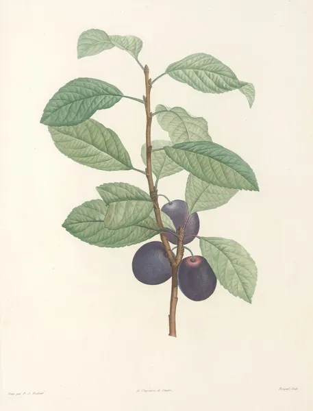 La botanique de J. J. Rousseau Pl 44 av Pierre Joseph Redouté